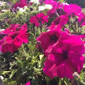 Meet your Posher, Jan